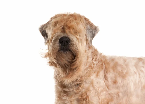 Cão. Irlandês macio revestido wheaten terrier — Fotografia de Stock