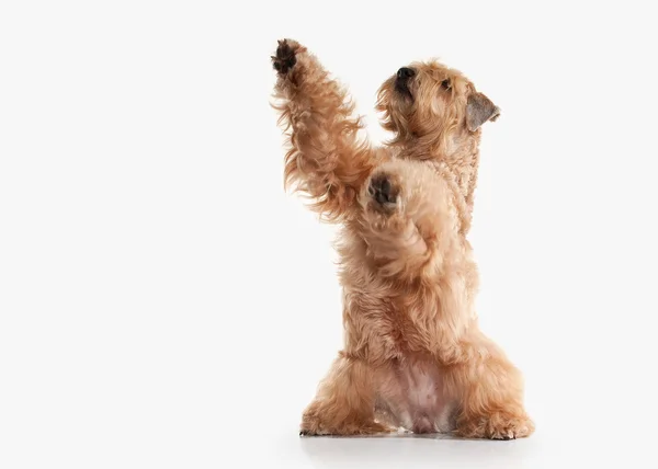 Köpek. İrlandalı yumuşak kaplamalı buğday korkunç