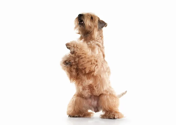 Dog. Irish soft coated wheaten terrier — Stock Photo, Image