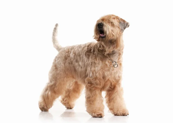 Pies. Irlandzki miękkie pokryte wheaten terrier — Zdjęcie stockowe