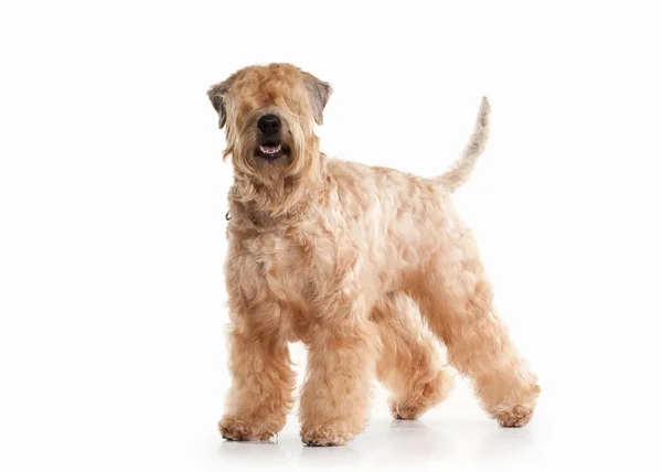 Hund. Irish soft belagda wheaten terrier — Stockfoto