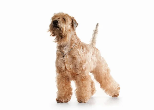 Hund. Irish soft belagda wheaten terrier — Stockfoto
