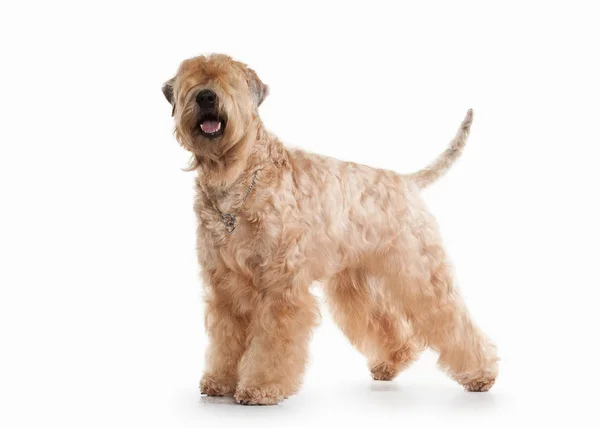 Hund. Irish soft belagda wheaten terrier — Stockfoto