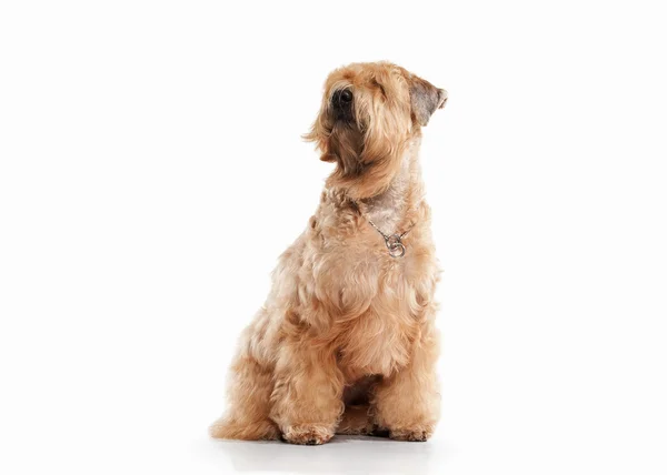 Pies. Irlandzki miękkie pokryte wheaten terrier — Zdjęcie stockowe