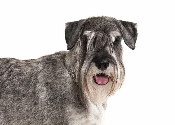 Hond. Dwergschnauzer op witte achtergrond — Stockfoto