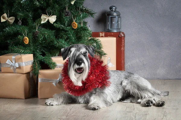 Hund. Dvärgschnauzer på jul bakgrund — Stockfoto