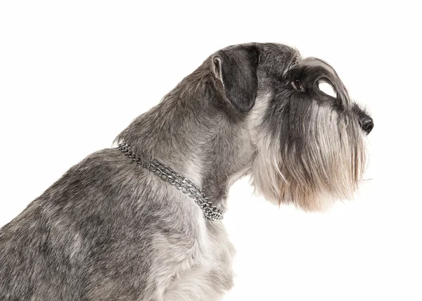 Cão. Schnauzer em miniatura sobre fundo branco — Fotografia de Stock