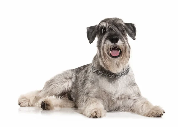 Hund. Dvärgschnauzer på vit bakgrund — Stockfoto