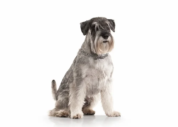 Cão. Schnauzer em miniatura sobre fundo branco — Fotografia de Stock