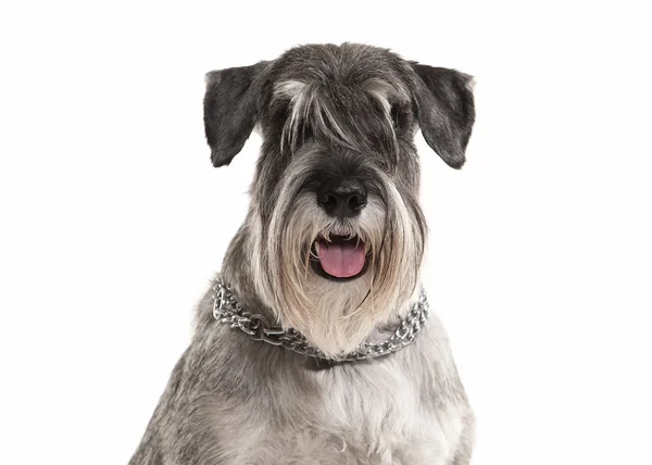 Hond. Dwergschnauzer op witte achtergrond — Stockfoto