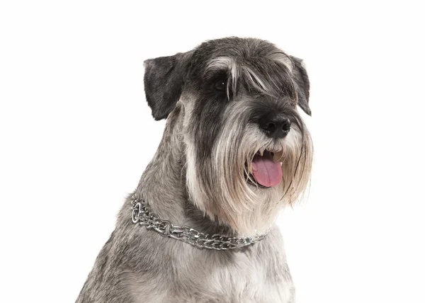 Hond. Dwergschnauzer op witte achtergrond — Stockfoto