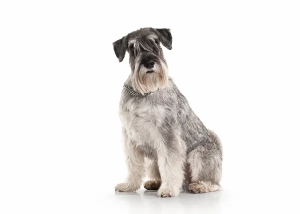 Cão. Schnauzer em miniatura sobre fundo branco — Fotografia de Stock