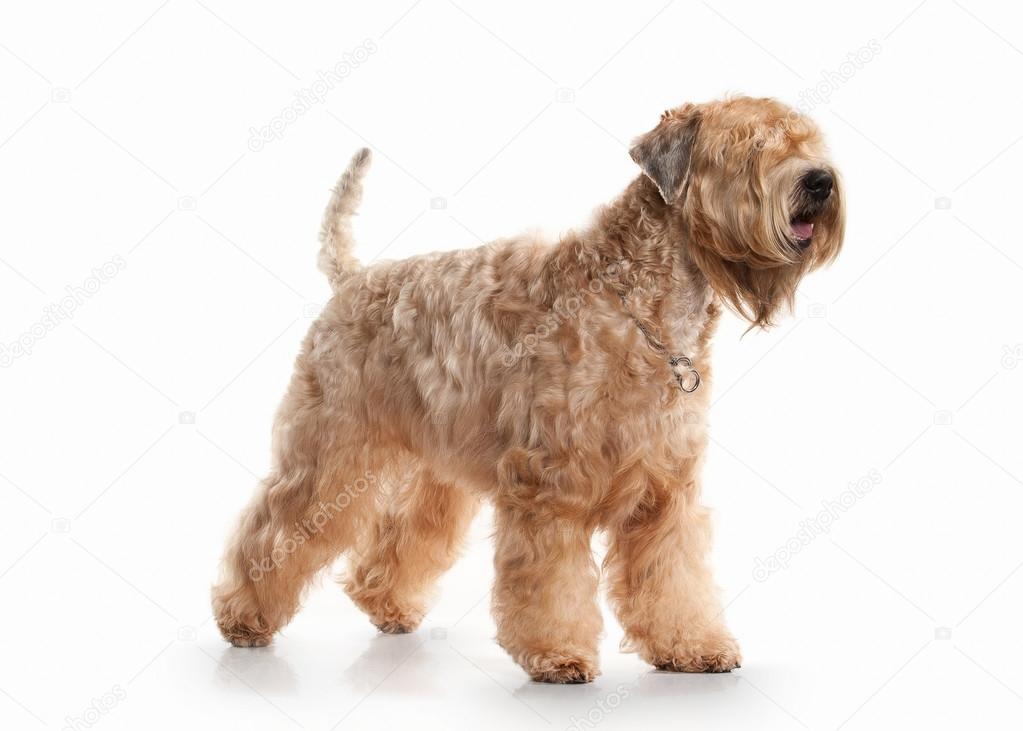 ierse soft coated wheaten terrier