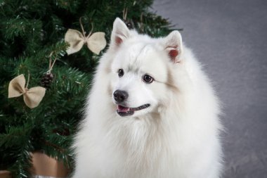 Köpek. Japon beyaz spitz Noel arka plan üzerinde