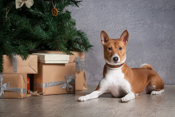 Pes. Basenji na vánoční pozadí — Stock fotografie