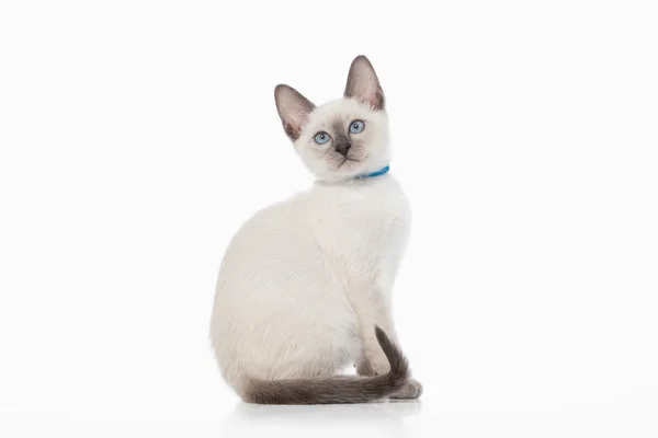 Kotek. Kot tajski na białym tle — Zdjęcie stockowe