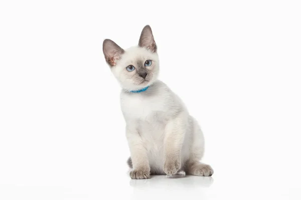 小猫。白色背景上的泰国猫 — 图库照片