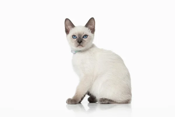 Kätzchen. thai cat auf weißem Hintergrund — Stockfoto