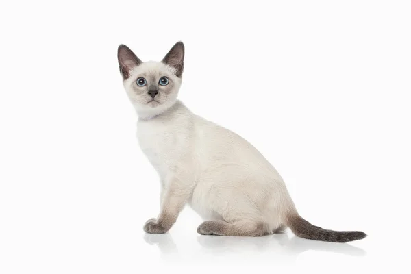 Kitten. Thai cat on white background — Stock Photo, Image