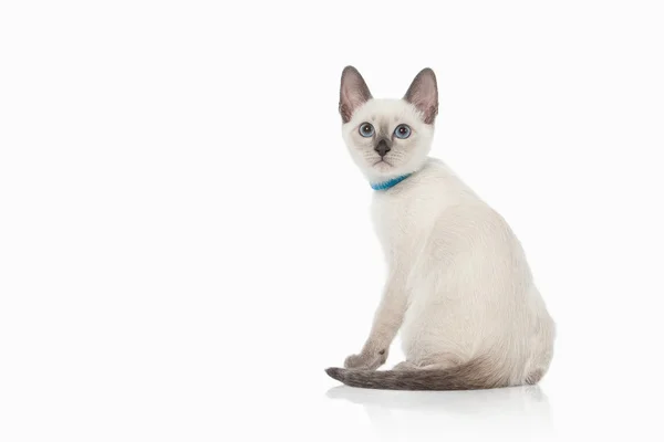 Kitten. Thai cat on white background — Stock Photo, Image