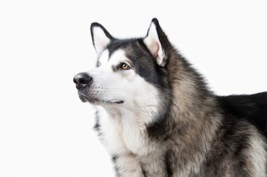 Köpek. Alaskan Malamute beyaz arka plan üzerinde