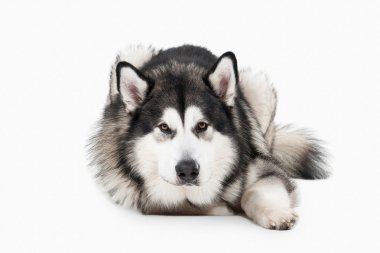 Köpek. Alaskan Malamute beyaz arka plan üzerinde