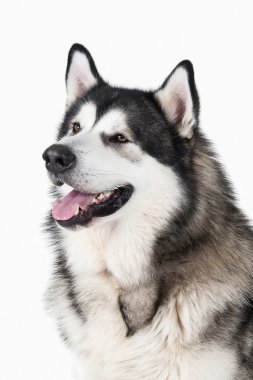 Köpek. Alaskan Malamute beyaz arka plan üzerinde