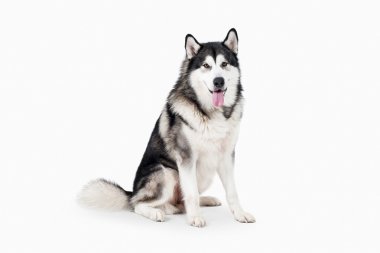 Köpek. Alaskan Malamute beyaz arka plan üzerinde