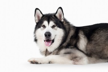 Köpek. Alaskan Malamute beyaz arka plan üzerinde