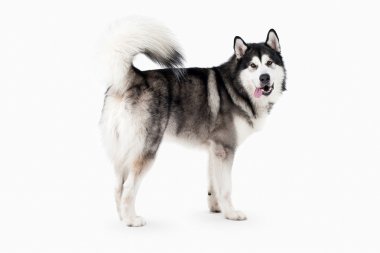 Köpek. Alaskan Malamute beyaz arka plan üzerinde