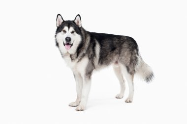 Köpek. Alaskan Malamute beyaz arka plan üzerinde