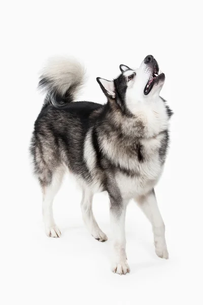 개입니다. 흰색 배경에 Malamute 알래스카 — 스톡 사진