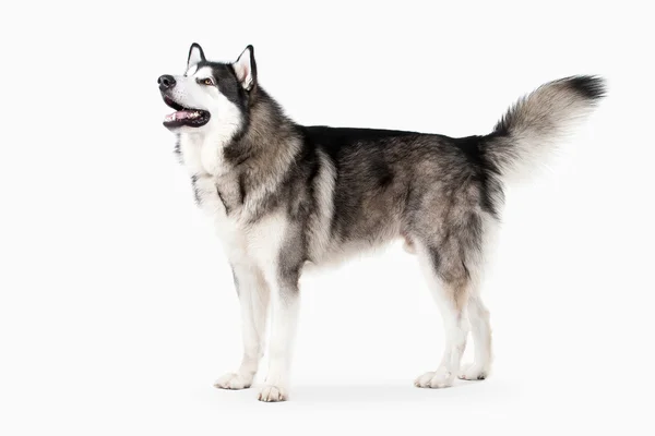 Hund. alaskan malamute auf weißem Hintergrund — Stockfoto