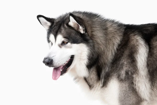 Chien. Alaskan Malamute sur fond blanc — Photo