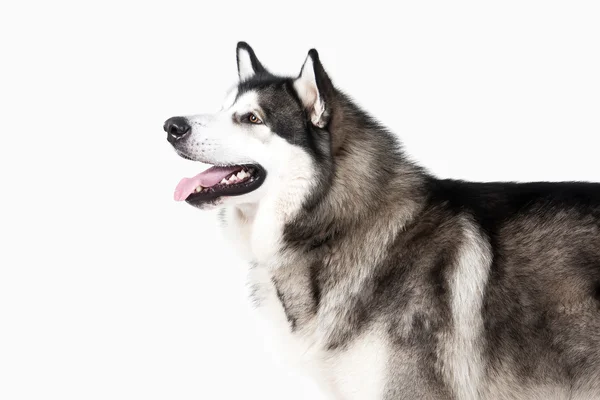 Hond. Alaskan Malamute op witte achtergrond — Stockfoto