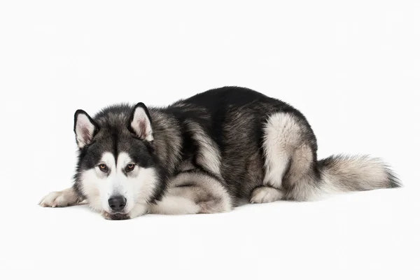 Cão. Malamute do Alasca sobre fundo branco — Fotografia de Stock