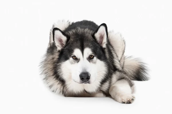 Σκυλί. Από την Αλάσκα Malamute σε άσπρο φόντο — Φωτογραφία Αρχείου