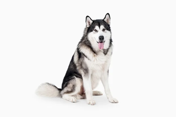 개입니다. 흰색 배경에 Malamute 알래스카 — 스톡 사진