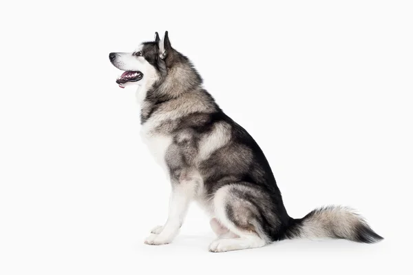 Hund. Alaskan Malamute på vit bakgrund — Stockfoto