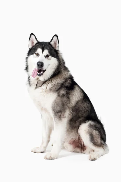 개입니다. 흰색 배경에 Malamute 알래스카 — 스톡 사진