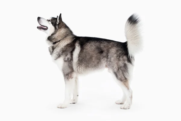 Chien. Alaskan Malamute sur fond blanc — Photo