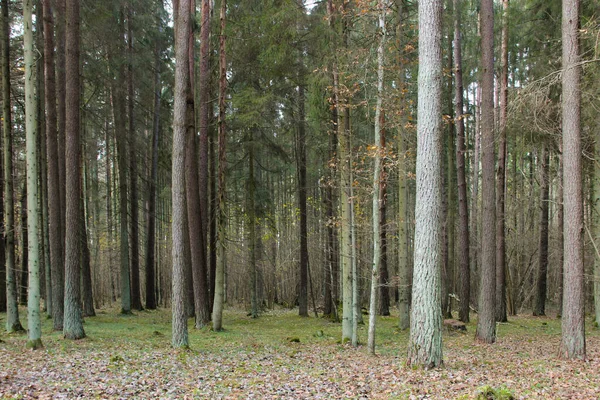 Μικτή Δάσος Φθινόπωρο Κορμοί Δέντρων Και Ξερά Φύλλα Δασικό Τοπίο — Φωτογραφία Αρχείου