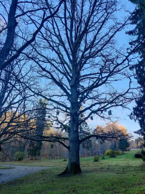 Bir sürü kuş evi olan uzun bir ağaç. Kuş evleriyle süslenmiş ağaç gövdesi. Birçok kuş için barınak.