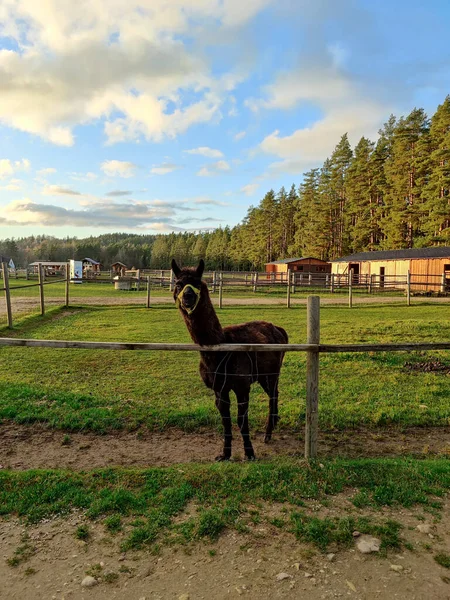 8.11.20. Raksi zoo. Cesis, Latvia. Petting zoo under the clear sky. Alpaca farm and safari attraction park. Lama stands behind the fence.