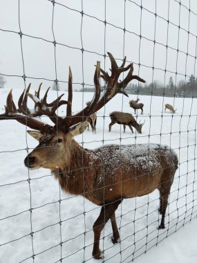Geyik çitin arkasında duruyor. Geyik boynuzlu erkek. Safari parkındaki hayvanlarla etkileşim. Geyik yetiştirme çiftliği.