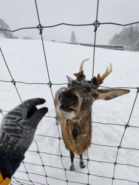 Geyik çitin arkasında duruyor. Geyik boynuzlu erkek. Safari parkındaki hayvanlarla etkileşim. Geyik yetiştirme çiftliği.