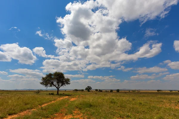 Wolken en een boom — Stockfoto