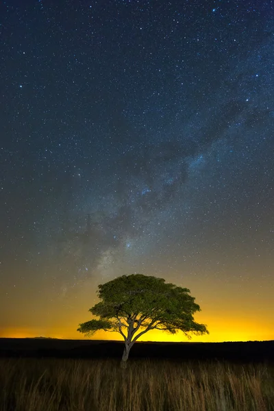 Árvore solitária sob o milkyway — Fotografia de Stock