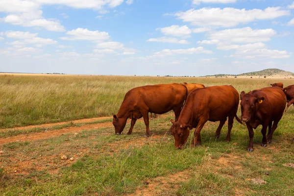 Veld içinde otlatma sığır