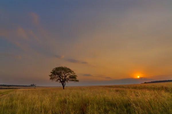 Albero solitario al tramonto — Foto Stock